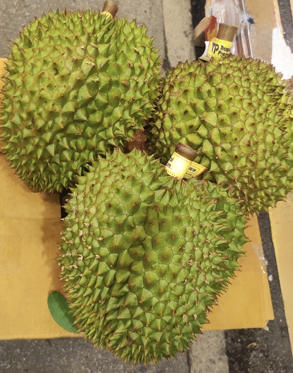 5/6 TP金枕 $926/件-5件起（可批發)